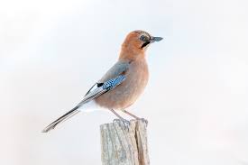 Attēlu rezultāti vaicājumam “Garrulus glandarius”