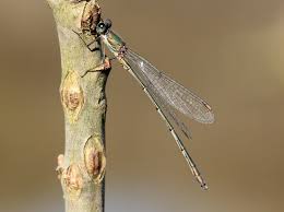 Attēlu rezultāti vaicājumam “Chalcolestes viridis”