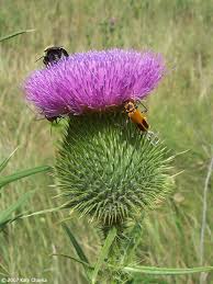 Attēlu rezultāti vaicājumam “Cirsium vulgare”
