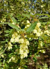 Attēlu rezultāti vaicājumam “Enkianthus chinensis flower”