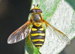 Attēlu rezultāti vaicājumam “Syrphus sp. imago”