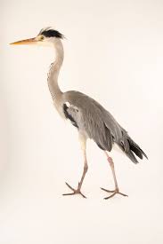 Attēlu rezultāti vaicājumam “Ardea cinerea”