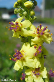 Attēlu rezultāti vaicājumam “Verbascum nigrum leaf”