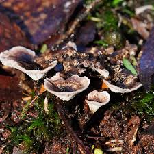 Attēlu rezultāti vaicājumam “Phellodon tomentosus”