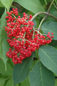 Attēlu rezultāti vaicājumam “Sambucus racemosa fruit”