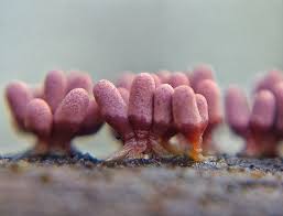 Attēlu rezultāti vaicājumam “Heterotrichia ferruginea (syn. Arcyria ferruginea) stalked”