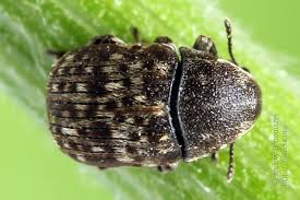 Attēlu rezultāti vaicājumam “Anthribus nebulosus”