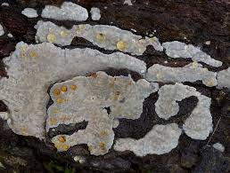 Attēlu rezultāti vaicājumam “Radulomyces confluens”