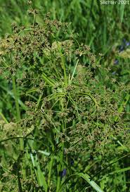 Attēlu rezultāti vaicājumam “Scirpus sylvaticus fruit”
