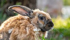 Image result for white rabbit skin texture