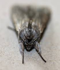 Attēlu rezultāti vaicājumam “Cucullia umbratica”