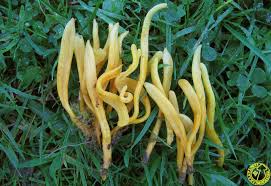 Attēlu rezultāti vaicājumam “Clavulinopsis helvola”