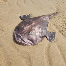 Image result for Lophius americanus