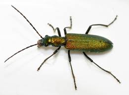 Attēlu rezultāti vaicājumam “Chrysanthia viridissima”