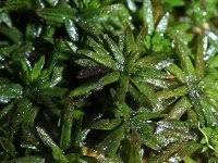 Attēlu rezultāti vaicājumam “Pohlia annotina”