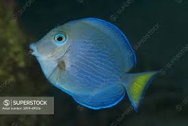Image result for Acanthurus coeruleus