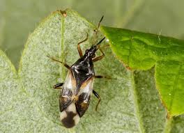 Attēlu rezultāti vaicājumam “Anthocoris nemorum”