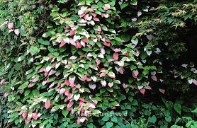 Attēlu rezultāti vaicājumam “Actinidia kolomikta”