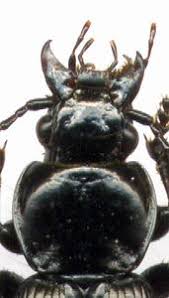 Attēlu rezultāti vaicājumam “Pterostichus aethiops”