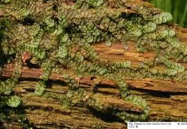 Attēlu rezultāti vaicājumam “Calypogeia azurea macro”