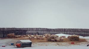 Image result for Teamsheep