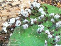 Attēlu rezultāti vaicājumam “Physarum pezizoideum”