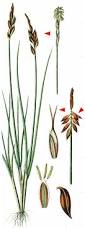 Attēlu rezultāti vaicājumam “Carex pulicaris”