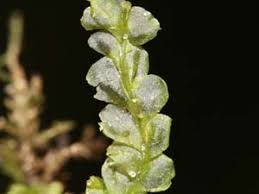 Attēlu rezultāti vaicājumam “Calypogeia fissa”