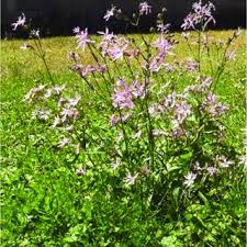 Attēlu rezultāti vaicājumam “Lychnis flos-cuculi fruit”
