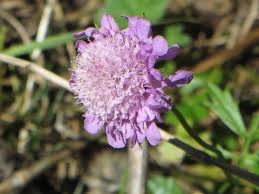 Attēlu rezultāti vaicājumam “Knautia arvensis”