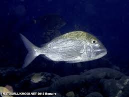 Image result for Calamus bajonado