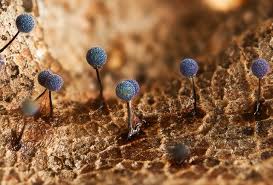 Attēlu rezultāti vaicājumam “Lamproderma sp.”