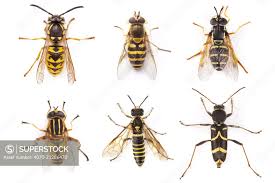 Attēlu rezultāti vaicājumam “Vespula germanica male”