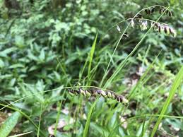 Attēlu rezultāti vaicājumam “Melica nutans”