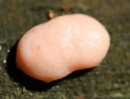 Attēlu rezultāti vaicājumam “Reticularia jurana young”