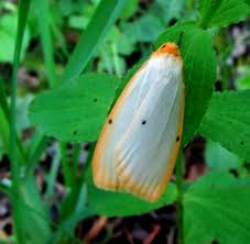 Attēlu rezultāti vaicājumam “Cybosia mesomella”