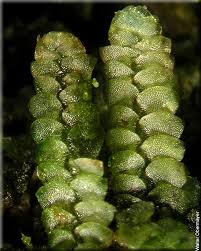 Attēlu rezultāti vaicājumam “Calypogeia azurea macro”