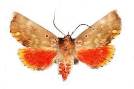 Attēlu rezultāti vaicājumam “Drepanidae”