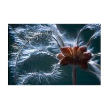 Attēlu rezultāti vaicājumam “Clematis fruit”