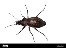 Attēlu rezultāti vaicājumam “Carabus granulatus”