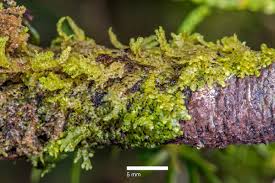 Attēlu rezultāti vaicājumam “Radula complanata sporophyte”