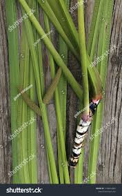 Attēlu rezultāti vaicājumam “Acorus calamus leaf”