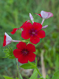 Image result for Phlox drummondii