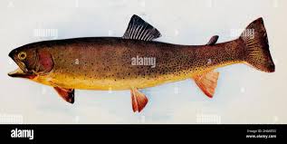 Image result for Oncorhynchus clarkii