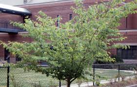 Attēlu rezultāti vaicājumam “Hamamelis virginiana”