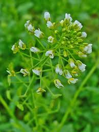 Attēlu rezultāti vaicājumam “Thlaspi arvense”