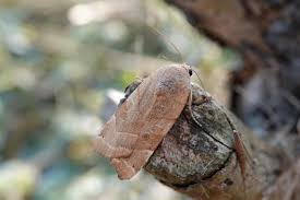 Attēlu rezultāti vaicājumam “Noctua fimbriata”