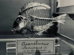 Image result for Acanthurus chirurgus