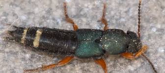 Attēlu rezultāti vaicājumam “Platydracus fulvipes”