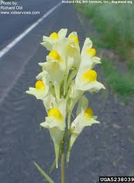 Image result for Linaria vulgaris
